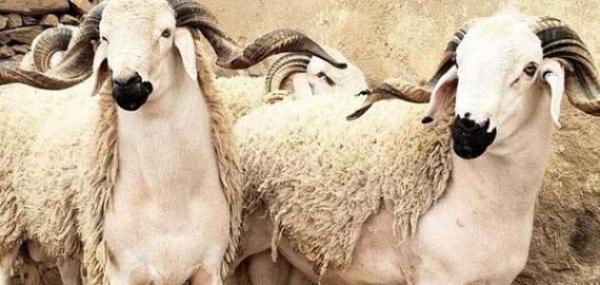 إلغاء ذبح أضحية العيد بالمغرب: هل يعيد التاريخ نفسه؟