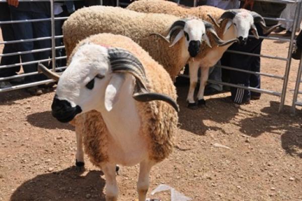 هذه نصائح وزارة الفلاحة الخاصة بذبيحة العيد