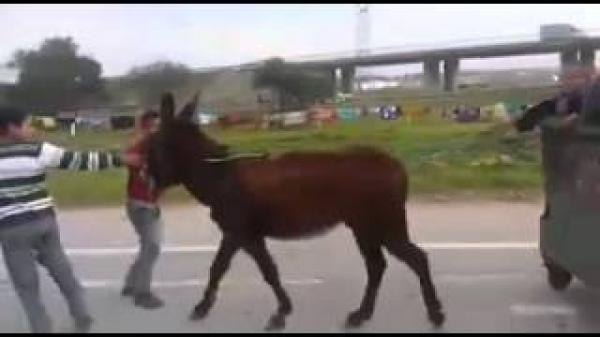 فقط في المغرب : طارو ديال الزبل رجعوه كرووسة بالحمار