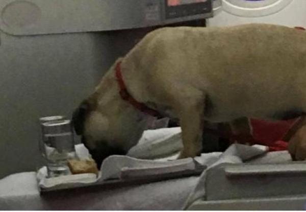 بالفيديو : كلب &quot;بيتبول&quot; مع المسافرين في رحلة للخطوط الملكية المغربية بين الدار البيضاء و نيويورك !