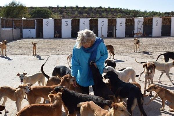 جمعية تقود أكبر حملة لتعقيم الكلاب الضالة بالمغرب (فيديو)