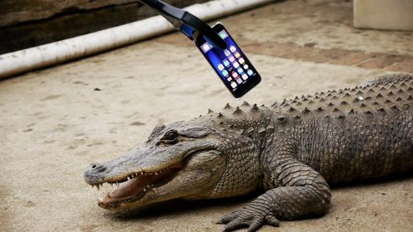 بالفيديو: هل يصمد آي فون 7 بين فكي تمساح مفترس؟