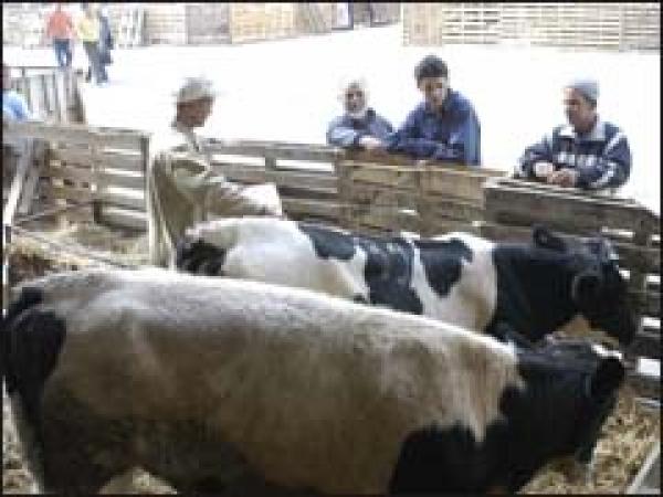 6 ملايين رأس من الغنم والماعز معروضة للبيع