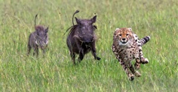 بالفيديو والصور.. فهد جائع حاول اقتناص خنزير بري فحدث ما لم يكن يتوقعه