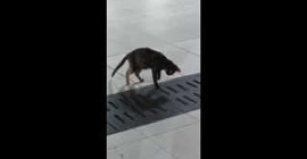 بالفيديو.. قط يصطاد فأرًا بطريقة مذهلة!