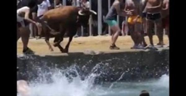 بالفيديو.. مشهد قاسٍ لإجبار ثور على القفز في البحر وتركه يغرق