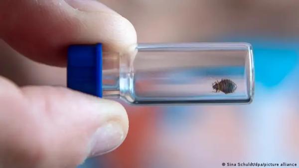 باحث ألماني يطلب المساعدة في العثور على بق الفراش!