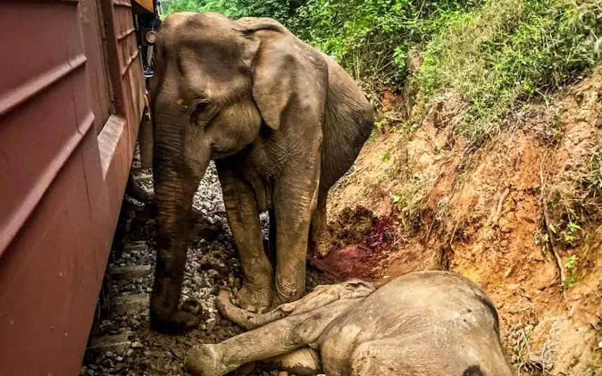 خرج عن مساره، قطار يدهس قطيعًا من الأفيال في سريلانكا (فيديو)