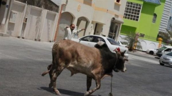 لحظة اقتحام ثور هائج لمدرسة ابتدائية في العراق(فيديو)