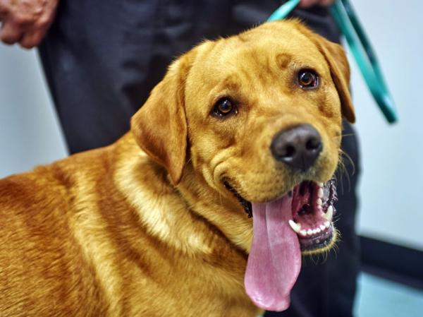 مثير...استنفار أمني بسبب انتشار فيديو لكلب يمارس الجنس على صاحبه بأكادير