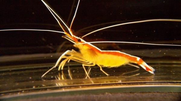 الروبيان "مراقب النجوم" أحدث حيوان يتم اكتشافه