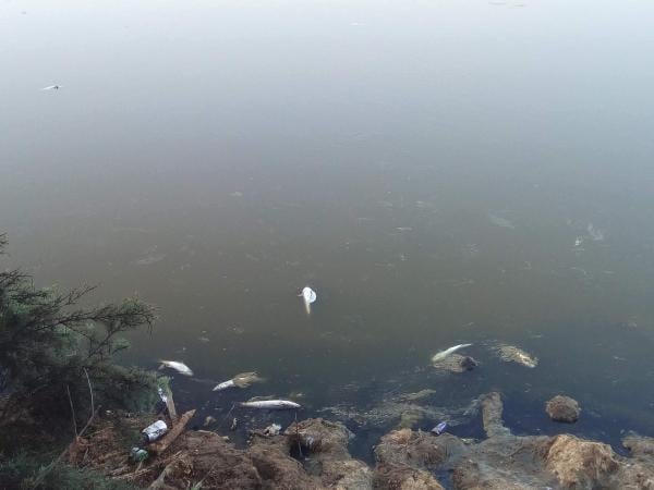 بعد الروائح الكريهة...نفوق الآلاف من الأسماك  بواد مرتيل و السلطات في غياب تام