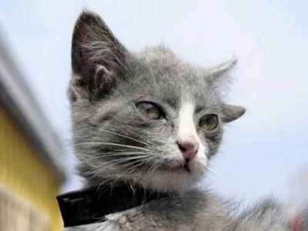 سياح بريطانيون يعثرون على قطة بثلاث آذان