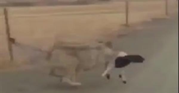 بالفيديو.. ذئب يخطف خروفا ويهرب به بطريقة لن تصدقها