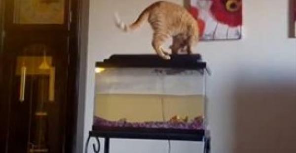 شاهد.. ماذا حدث لقطة جشعة حاولت الدخول لحوض أسماك