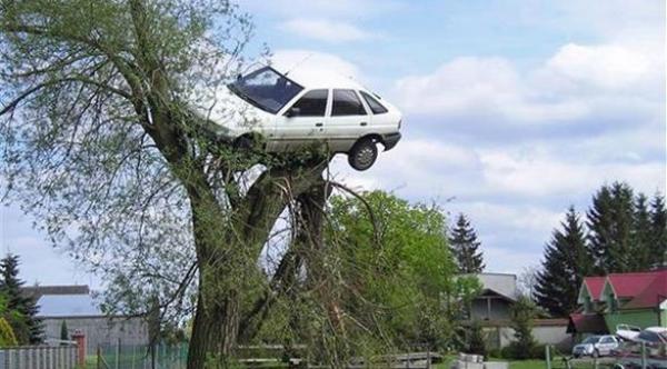 نجا من حادث مروع بعد أن تعلقت سيارته بشجرة