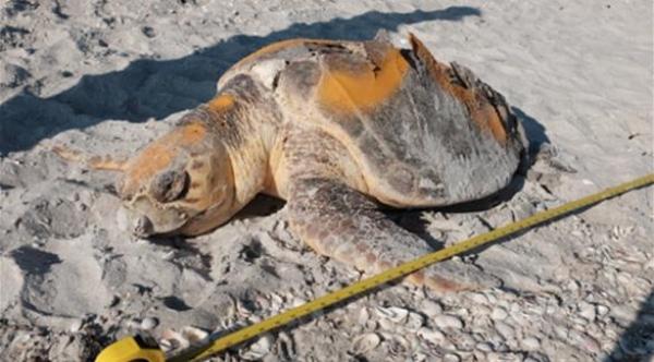 العثور على سلحفاة وزنها 100 كغم نافقة في أوروغواي