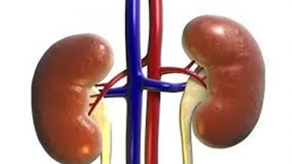 5 طرق تحافظ على سلامة الكلى من الأمراض