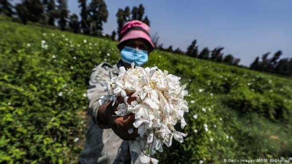 "جنة الياسمين" في مصر تعطر العالم بعبقها