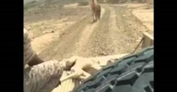 بالفيديو.. جنود سعوديون ينقذون ناقة من قذائف الحوثي