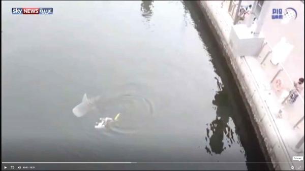 إنقاذ سمك قرش تائه في مياه دبي وإرجاعه إلى بحر الخليج