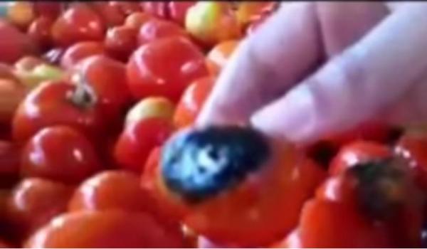 شوفو ماطيشة لي كتكلوا : سيدة تفضح احدى معامل الطماطم الموجهة لإنتاج الكيتشاب