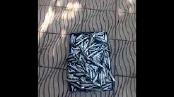 فضيحة تهز مدينة بالعرائش ...صيادان يصطادان سمك سردين صغير محظور الصيد