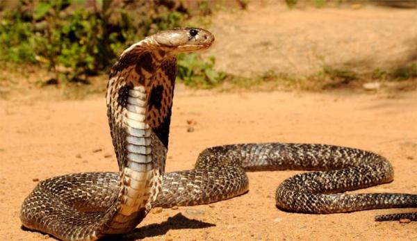 بالصورة: الافاعي والثعابين تبث الرعب بين مداشر قرية "واد إفران" والساكنة تستغيث