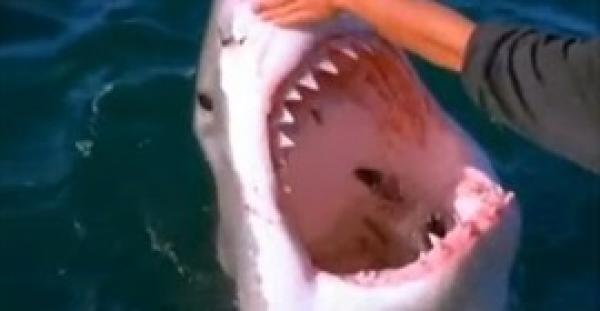 بالفيديو.. رجل يتمكن من ترويض سمكة قرش عملاقة