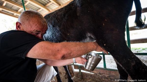 ارتفاع الإقبال على حليب الحمير في ألبانيا منذ انتشار وباء كورونا