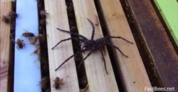 سرب نحل يدافع عن خليته أمام عنكبوت ضخم ويقضي عليه فورا(فيديو)