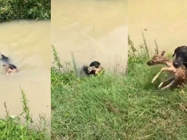 كلب شجاع ينقذ غزالة صغيرة  من الغرق(فيديو)
