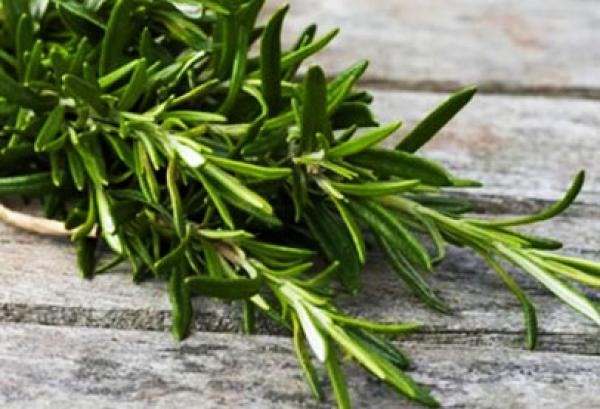 الأعشاب البرية تقتلع السكري