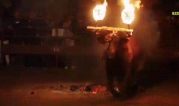 بالفيديو: الإسبان يحرقون قرون الثيران في احتفالاتهم  في مشهد تقشعر له الأبدان