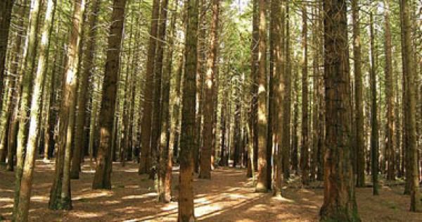 قطع أشجار الغابات يهدد حوض الأمازون بالجفاف المتكرر