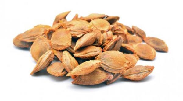 هل يعالج نوى المشمش السرطان أم يهدد الصحة؟