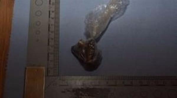 طفل يكشف للشرطة مصنعاً للمخدرات عن طريق الصدفة