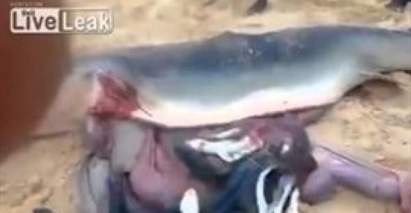 شاهد ماذا عثر الصيادون عند فتح بطن قرش حامل