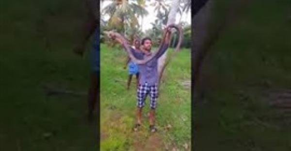 بالفيديو.. لقطات مذهلة لثعبان بحر طويل يبدو كالكوبرا