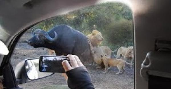 بالفيديو.. لحظة هجوم أسود على جاموس بجوار سيارة سائحين