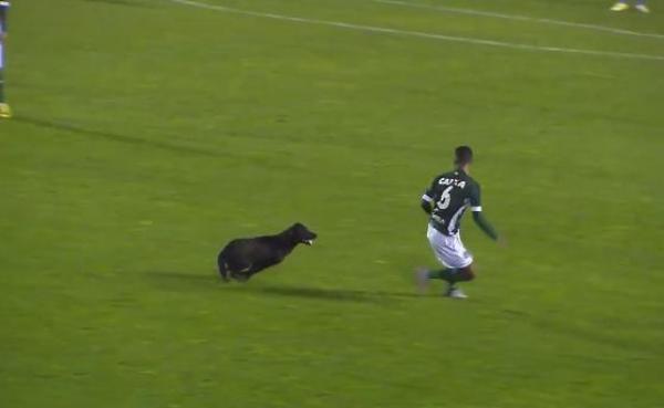 فيديو..اقتحام كلب لأرضية ملعب في البرازيل ومطاردته أحد اللاعبين