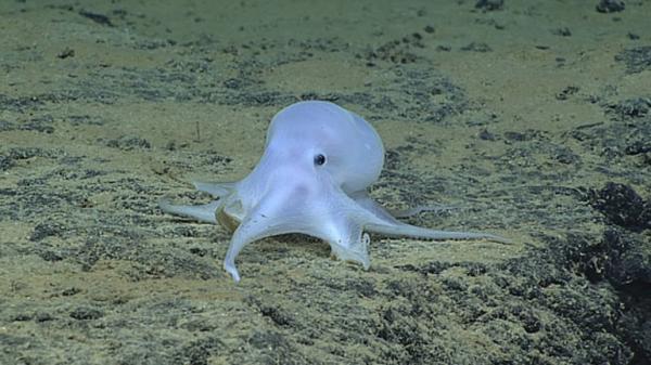 بالفيديو: العثور على "أخطبوط شبح" في أعماق المحيط الهادي