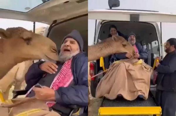 ردة فعل ناقة رأت صاحبها بعد غيابه عنها بسبب مرضه(فيديو)