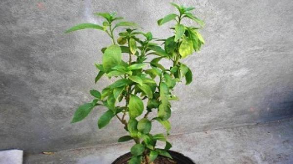 طلاب باحثون يؤكدون أن النباتات المُصغِية لـ”القرآن الكريم” تنمو 3 أضعاف غيرها