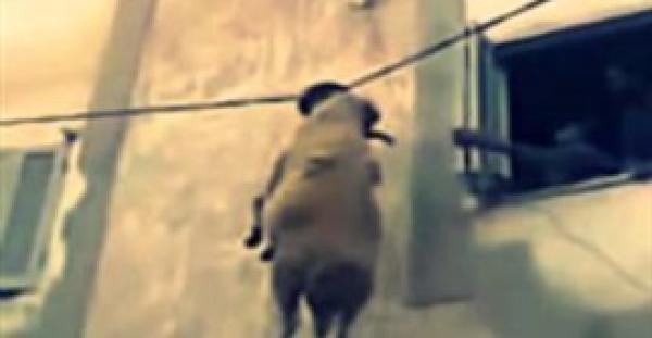 بالفيديو...محاولة هروب فاشلة لخروف