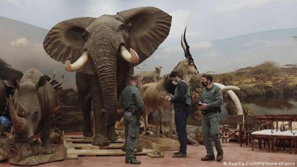 إسبانيا تكتشف أحد أكبر مخابئ الحيوانات المُحنطة في أوروبا