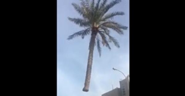 نخلة معلقة في الهواء تثير الحيرة على مواقع التواصل (فيديو)