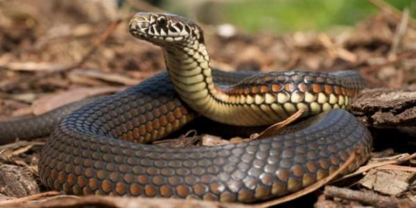 أستاذ وتلميذه ينجوان من موت محقق بعد تعرضهما للدغة أفعى داخل المؤسسة التعليمية