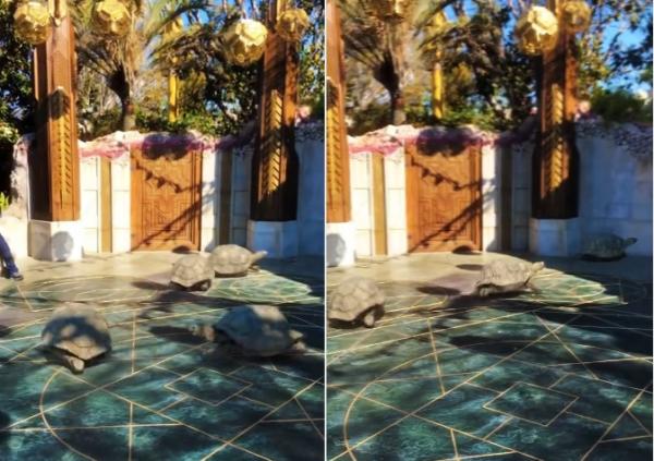 بالفيديو... ظهور سلاحف تتحرك بسرعة كبيرة غير طبيعية