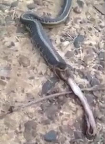 بالفيديو والصور.. ثعبان يفاجئ مراهقين أنقذاه بعمل غير متوقع